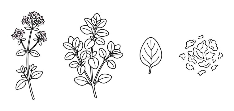 Botanical line drawing set of oregano or thyme sprigs and crushed leaves