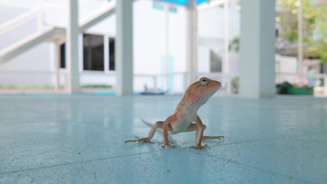Curious Tropical Lizard Resting at Resort Breezeway in Koh Samui, Thailand