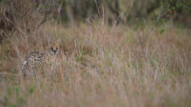 African Serval Cat Resting in Tall Dry Grassland of the African Savannah Wildlife Habitat