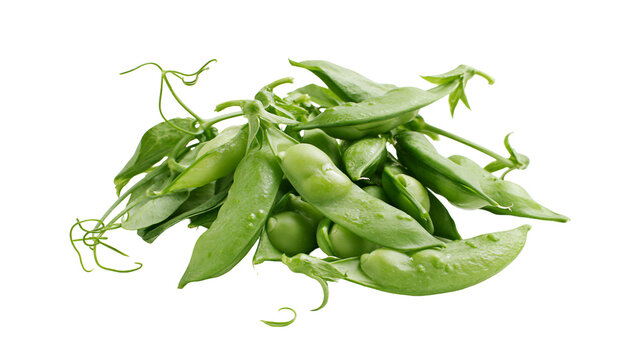 Fresh green pea pods with tendrils and leaves