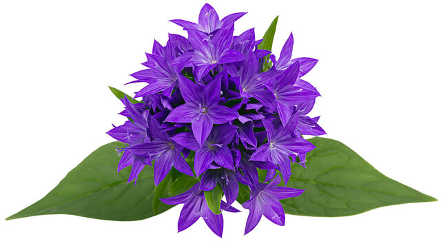 Cluster of purple bellflower blossoms with green leaves