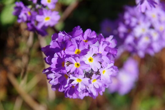 ヒマラヤ周辺を原産とするサクラソウ科プリムラ・デンティキュラータ、Primula denticulata、タマザキサクラソウ、玉咲桜草
