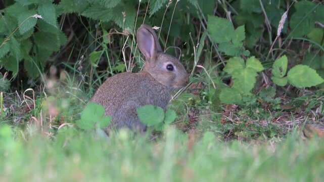 Young Rabbit (Oryctolagus cuniculus) on the edge of a lawn by a hedge. July, Kent, UK [Slow motion x4]