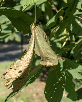 Drying chestnut leaf on tree showing disease and drought