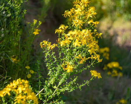 Hypericum perforatum, known as st. John's wort, is blooming yellow in a wild field