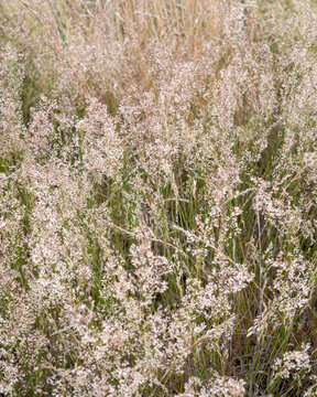 Wildflowers grow in a field during the summer season under the sun with green grass and mixed brown grass in the background
