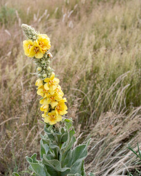 Wildflower blooms Mullein (Verbascum) on a sunny day in a grassy field surrounded by dry plants and light breeze
