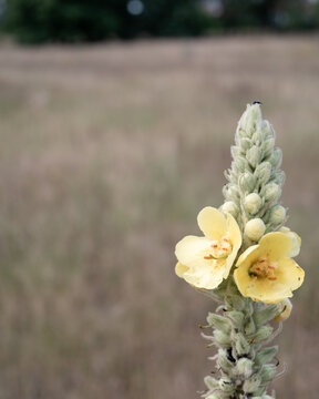 Yellow flowers  Mullein (Verbascum)   growing in a field during the day with a blurred background