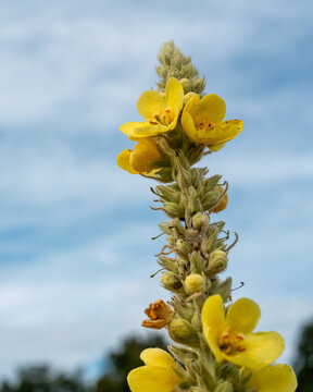 Bright yellow flowers  Mullein (Verbascum)  grow tall against a cloudy sky in a natural setting during daytime