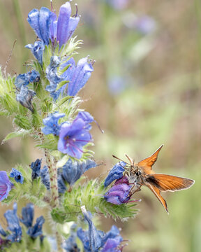Butterfly Rust-colored thick-headed butterflies (Ochlodes sylvanus) landing on purple flowers Common Vipers Bugloss (Echium vulgare) in a field during daylight in spring season