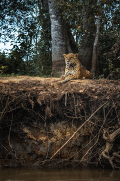 Jaguar - Panthera onca, beautiful large cat from South American forests, Pantanal, Brazil.