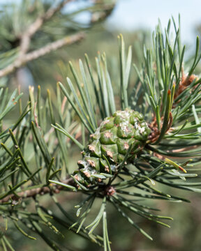 Pine tree branch with cone and green needles in natural outdoor setting during daytime
