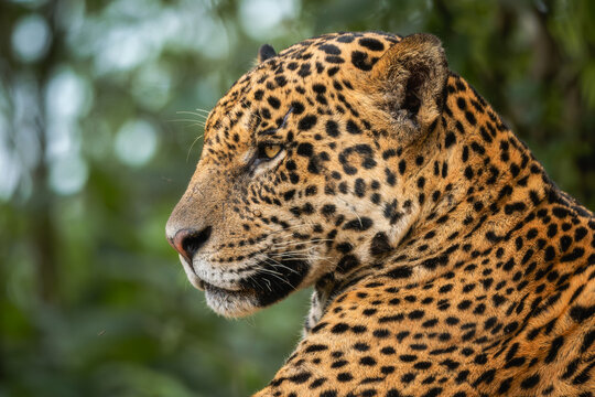 Jaguar - Panthera onca, beautiful large cat from South American forests, Pantanal, Brazil.