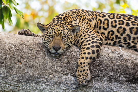 Jaguar - Panthera onca, beautiful large cat from South American forests, Pantanal, Brazil.