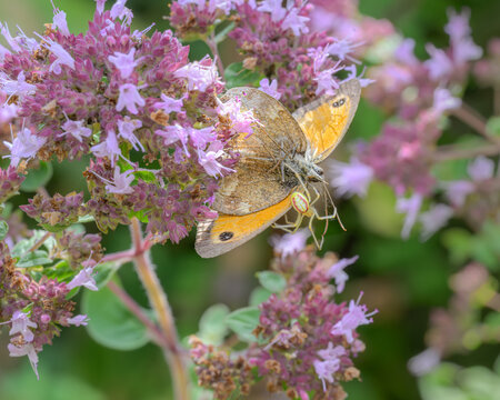A common candy-striped spider, Enoplognatha ovata, feeds on prey, catchs and eats a butterfly Pyronia tithonus on a flowering oregano, Germany 