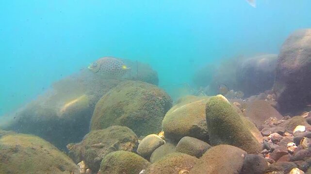 Seabed, rocks, tropical fish.