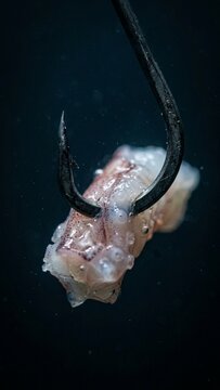Steel fishing hook piercing raw squid tentacle bait submerged in dark water macro shot