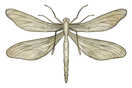 Dragonfly watercolor illustration. Decorative insect isolated on background. Nature element for botanical compositions, vintage greeting cards, wedding invitations. Art in pastel colors with graphic.