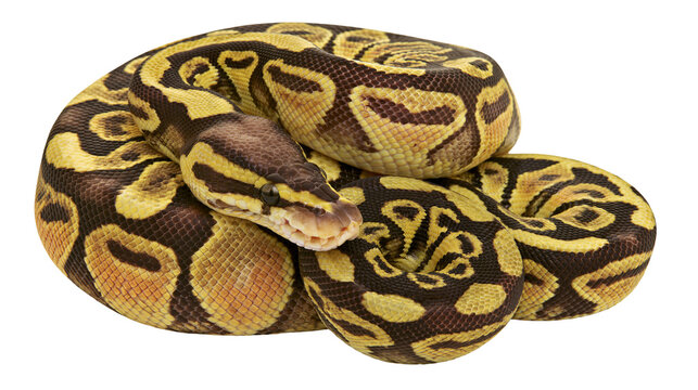 Ball python coiled with yellow and brown patterned scales