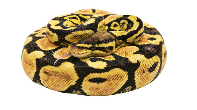 Ball Python coiled with yellow and black patterned scales