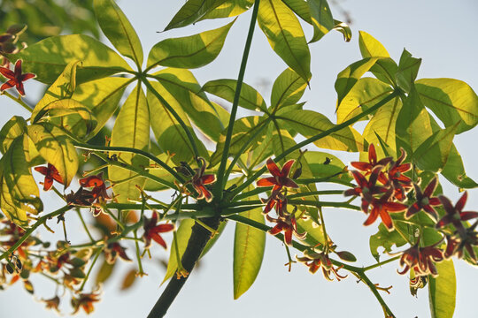 Red Sterculia foetida flowers and green leaves backlit by morning sunlight, Java olive tree.
