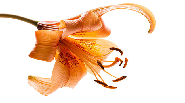 Orange lily flower with stamen and pistil