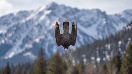 A majestic peregrine falcon in a high-speed hunting dive against a blurred mountain landscape. © Surya