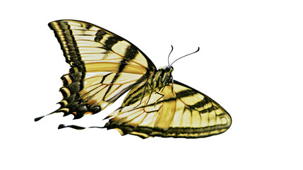 Yellow Tiger Swallowtail Butterfly with Black Stripes © Eustace