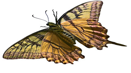Yellow and black butterfly with intricate wing patterns © Eustace