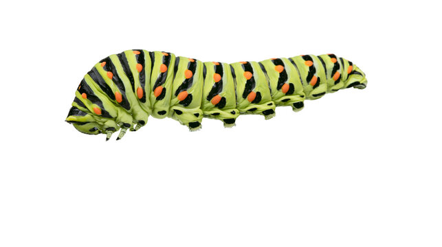 Green caterpillar with black stripes and orange spots