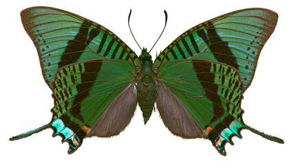 Green butterfly with black stripes and iridescent blue markings © Eustace