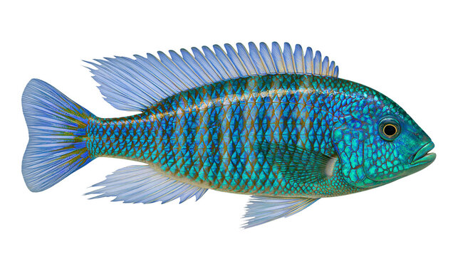 Blue and green cichlid fish with detailed scales