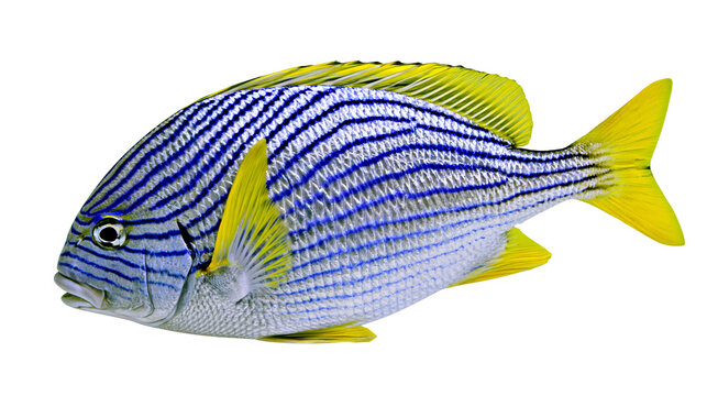 Blue striped fish with yellow fins and tail