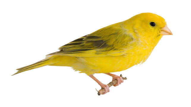 Bright yellow canary bird perched on a thin branch