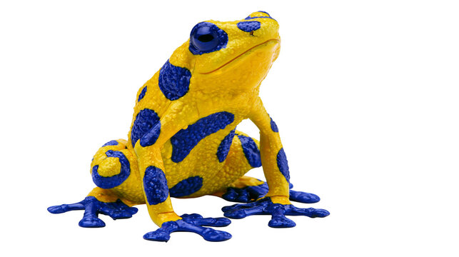 Yellow and blue spotted poison dart frog sitting