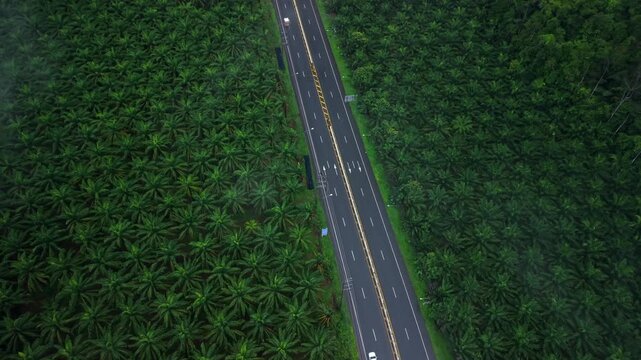 Aerial view of a straight wet road cutting through a tropical palm tree plantation on a rainy day.