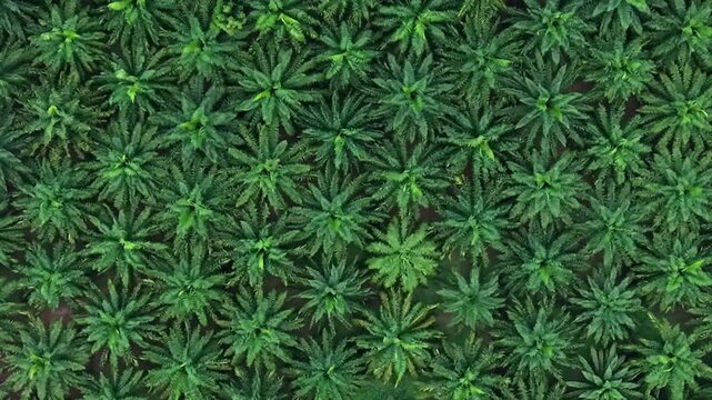 Aerial view of a straight wet road cutting through a tropical palm tree plantation on a rainy day.