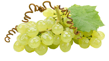 Green grapes with vine tendril and leaf © Eustace