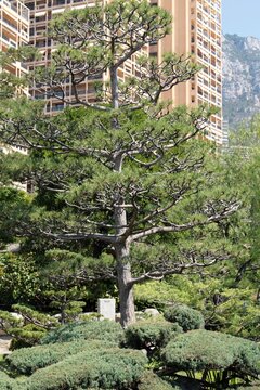 Japanese Black Pine in the Japanese Garden, Monaco
