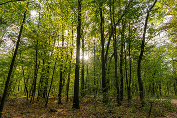 Fototapeta premium Nature fall season. Fall season park. Autumn landscape with path in nature. Hiking in fall park. Path with fallen leaves in forest outdoor. Autumn nature landscape. Fallen leaves in park