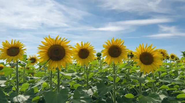 Close up of blooming sunflower field with honey bees pollinating bright yellow sunflower blossoms on a sunny summer day. Green leaves, agricultural landscape and natural pollination