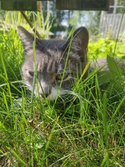 cat on the grass © Merina