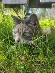 cat on the grass © Merina