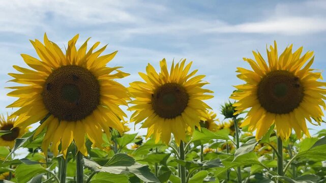Close up of blooming sunflower field with honey bees pollinating bright yellow sunflower blossoms on a sunny summer day. Green leaves, agricultural landscape and natural pollination