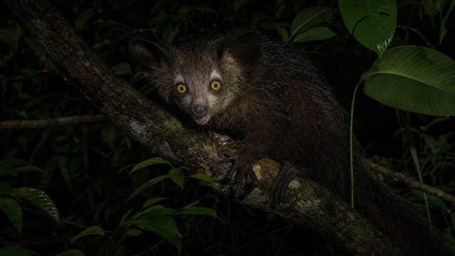 Lemurs at night