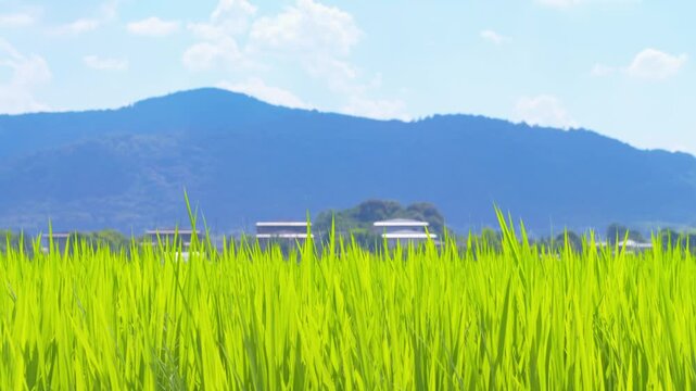 Lush Green Rice Plants with a Rural Mountain Village in Summer Japan