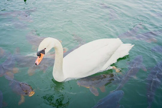 White swan swimming in lake water with fish, aquatic animal concept