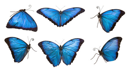 Six blue morpho butterflies with black edges, different poses © Ari