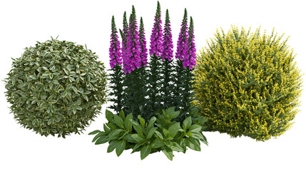 Variegated shrub foxglove flowers, and yellow flowering bush © Ari