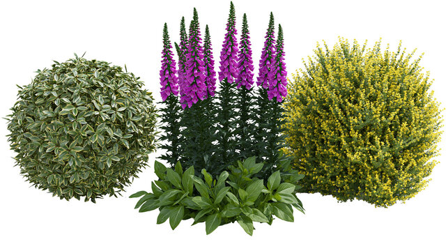 Variegated shrub foxglove flowers, and yellow flowering bush